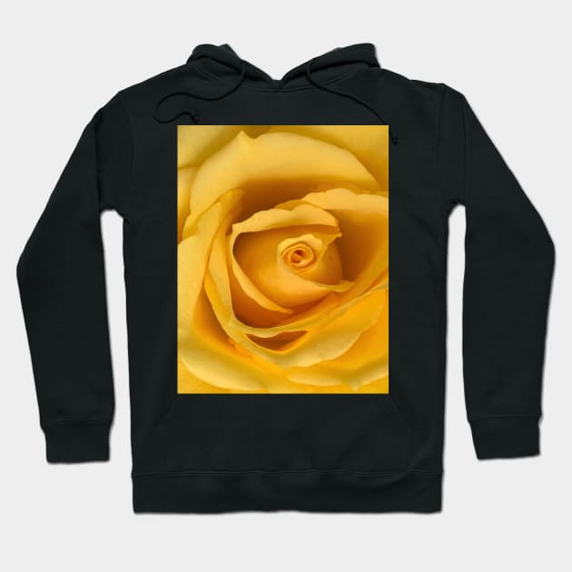 Yellow rose Hoodie by baksuart